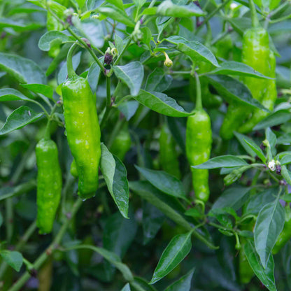A vibrant green shishito pepper with a slight sheen hangs from a plant against a blurred green background.
