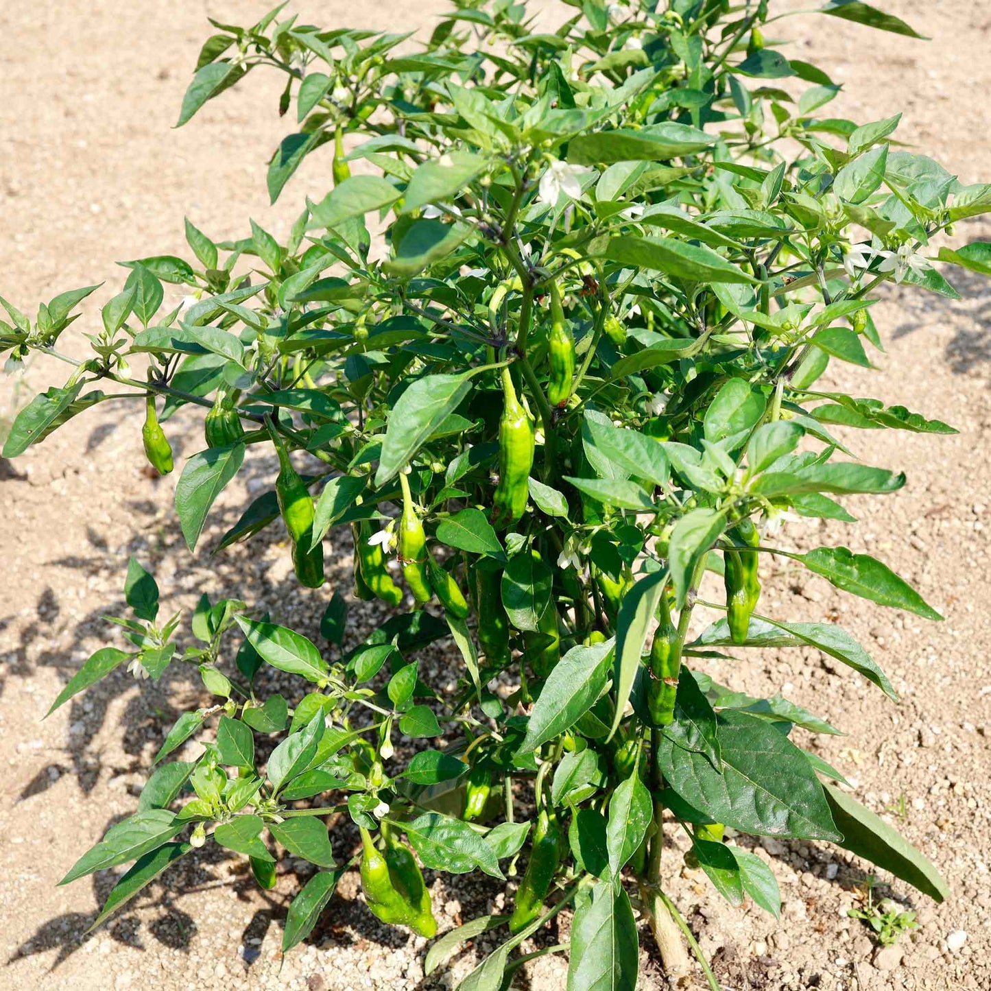 A green shishito pepper is shown on a plant, ready for harvest.