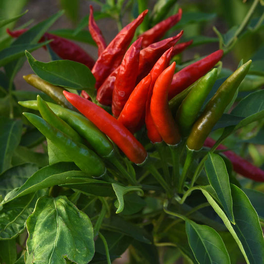 Skyline Red hot peppers growing on a plant and ready for harvest.