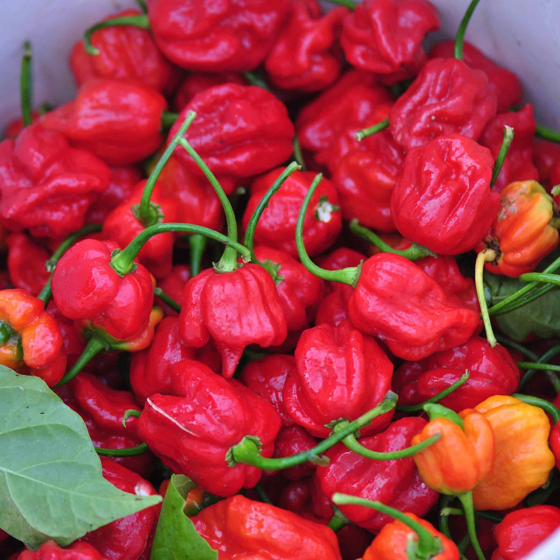 A close-up shot of several fiery red Trinidad Scorpion peppers with green stems.