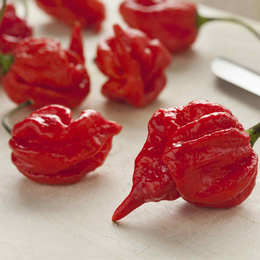 A vivid red Trinidad Scorpion pepper, showcasing its fiery hue and distinctive, pointed tail.
