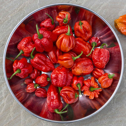 A bowl of bright red Trinidad Scorpion peppers with pointed tails and green stems.