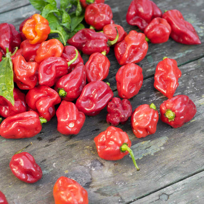 A group of bright red Trinidad Scorpion peppers with pointed tails and green stems.