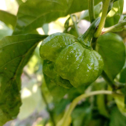 A ripening Trinidad Scorpion pepper hangs from a stem against a blurred green background.