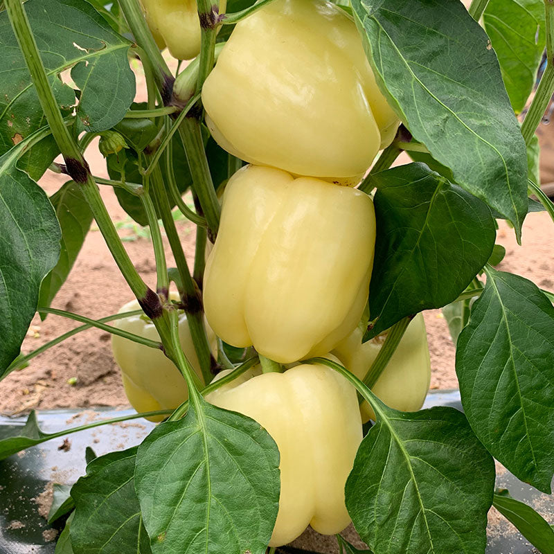 A cluster of elongated, Valahia F1 peppers hanging from a plant, with leaves visible around them.