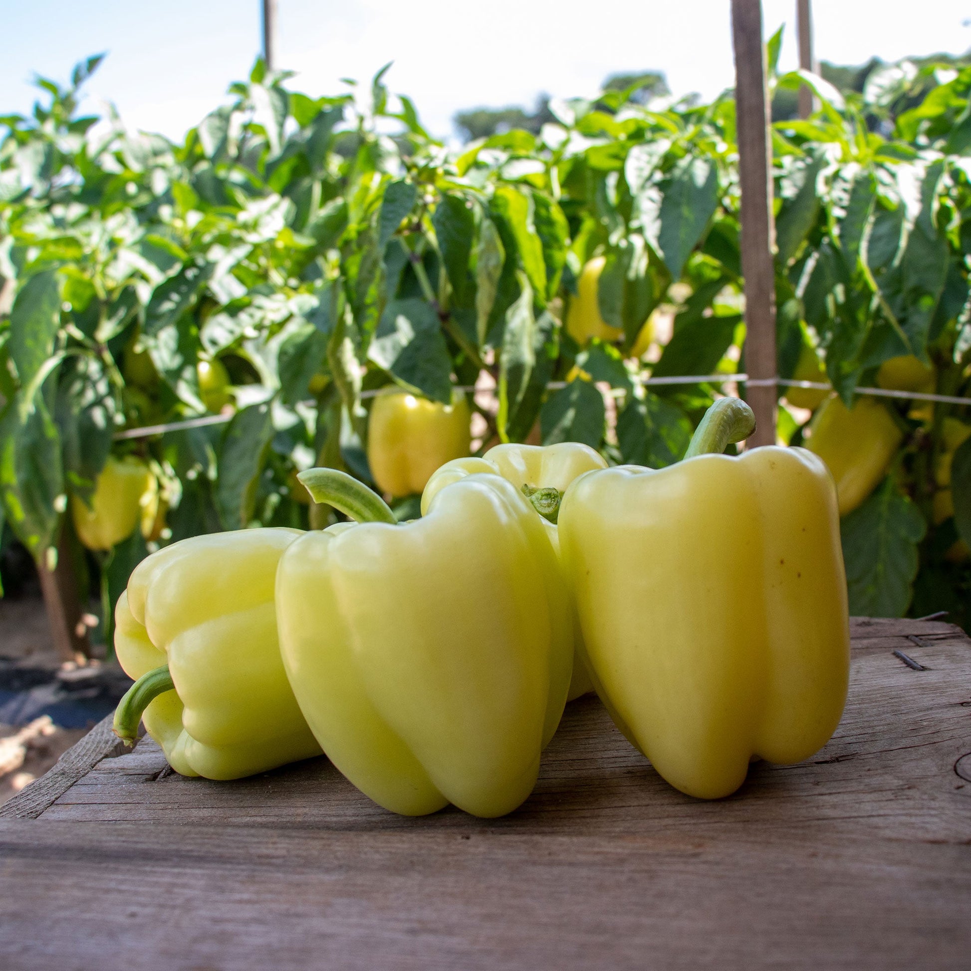 Valahia F1 bell sweet peppers showing yellowish white skin and green stems.