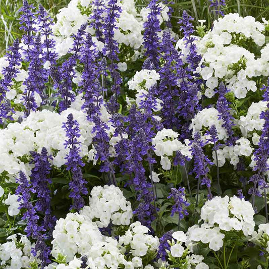 A mix of Blue Salvia and white Phlox David flowers blooming in a garden.