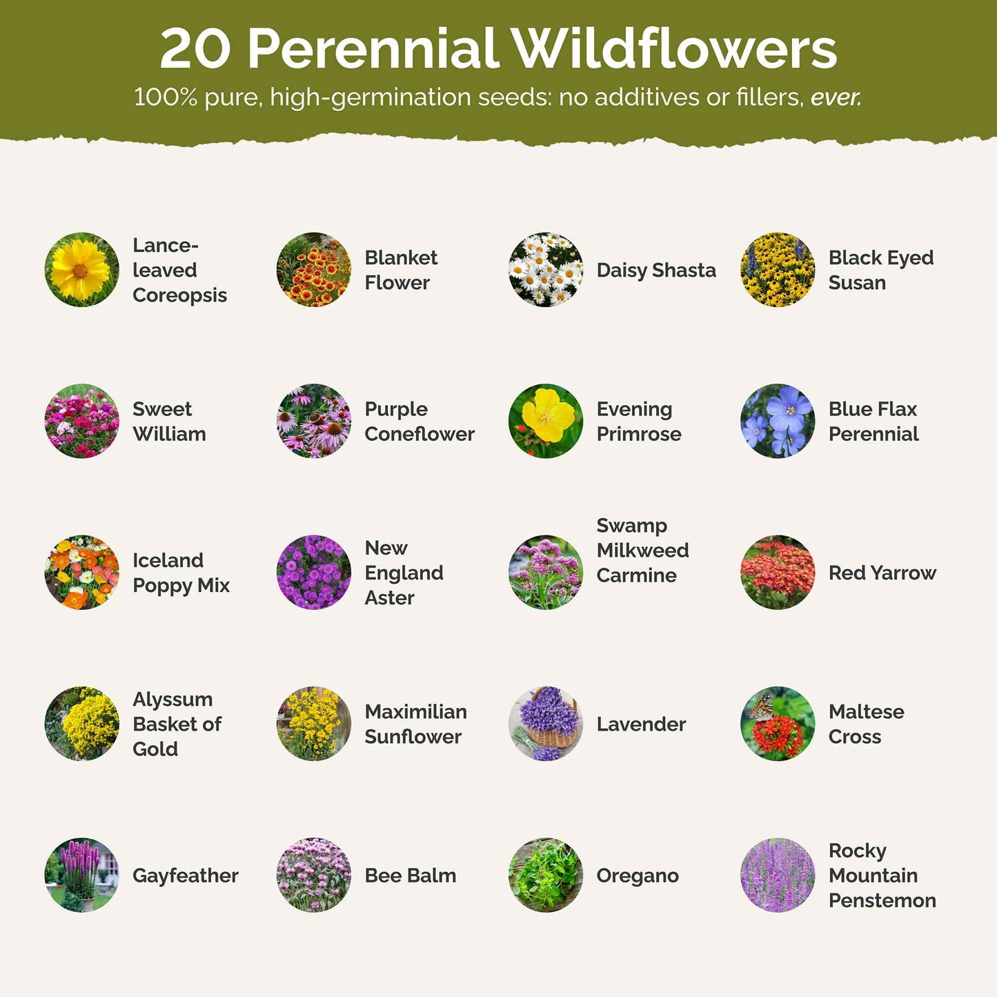 List of flower species and seeds included in the Wildflower Seed Mix.