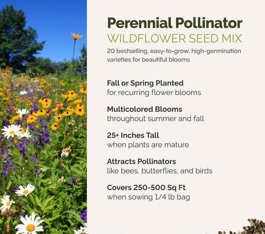 A visual overview of the wildflower seed mix, showcasing expected floral blooms.