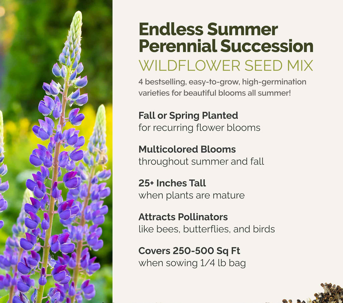 A visual overview of the wildflower seed mix, showcasing expected floral blooms.