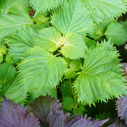 Close-up of perilla and purple leafy plants