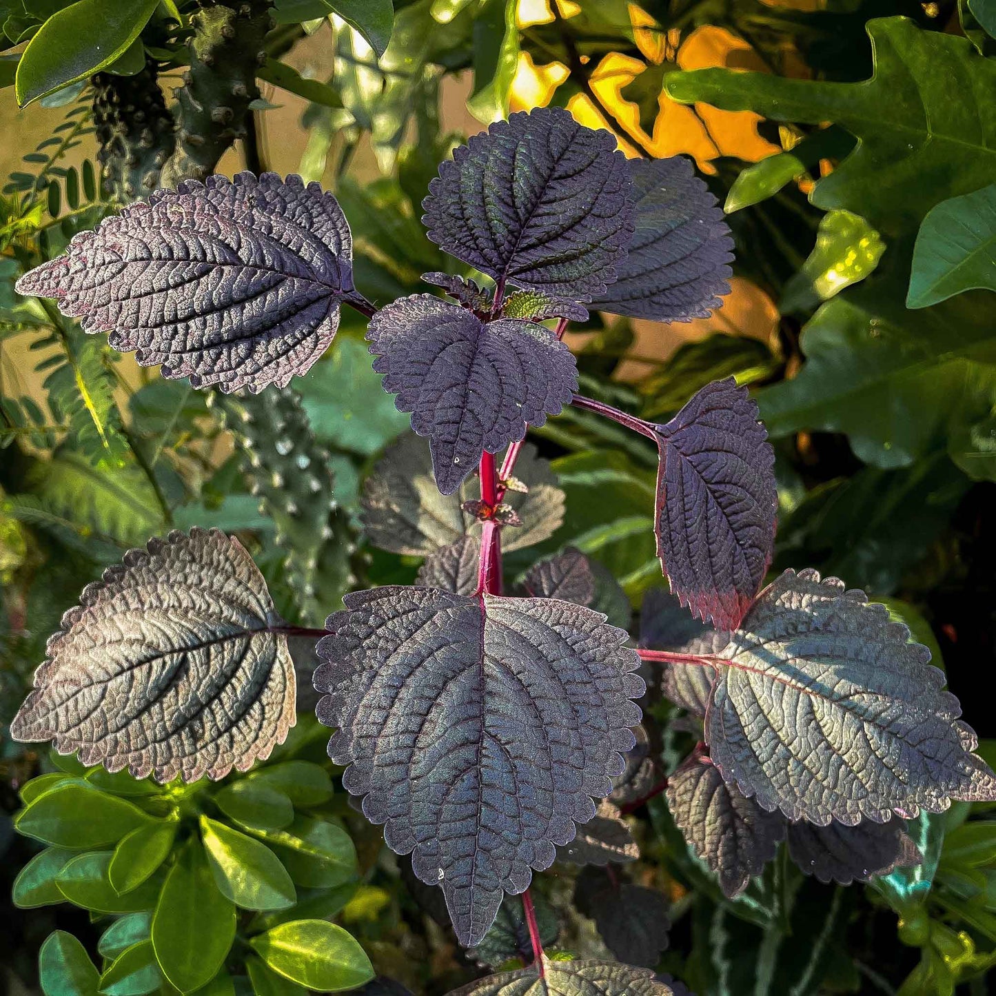 A close-up of dark perilla (shiso) leaves, showcasing their distinct texture and serrated edges.