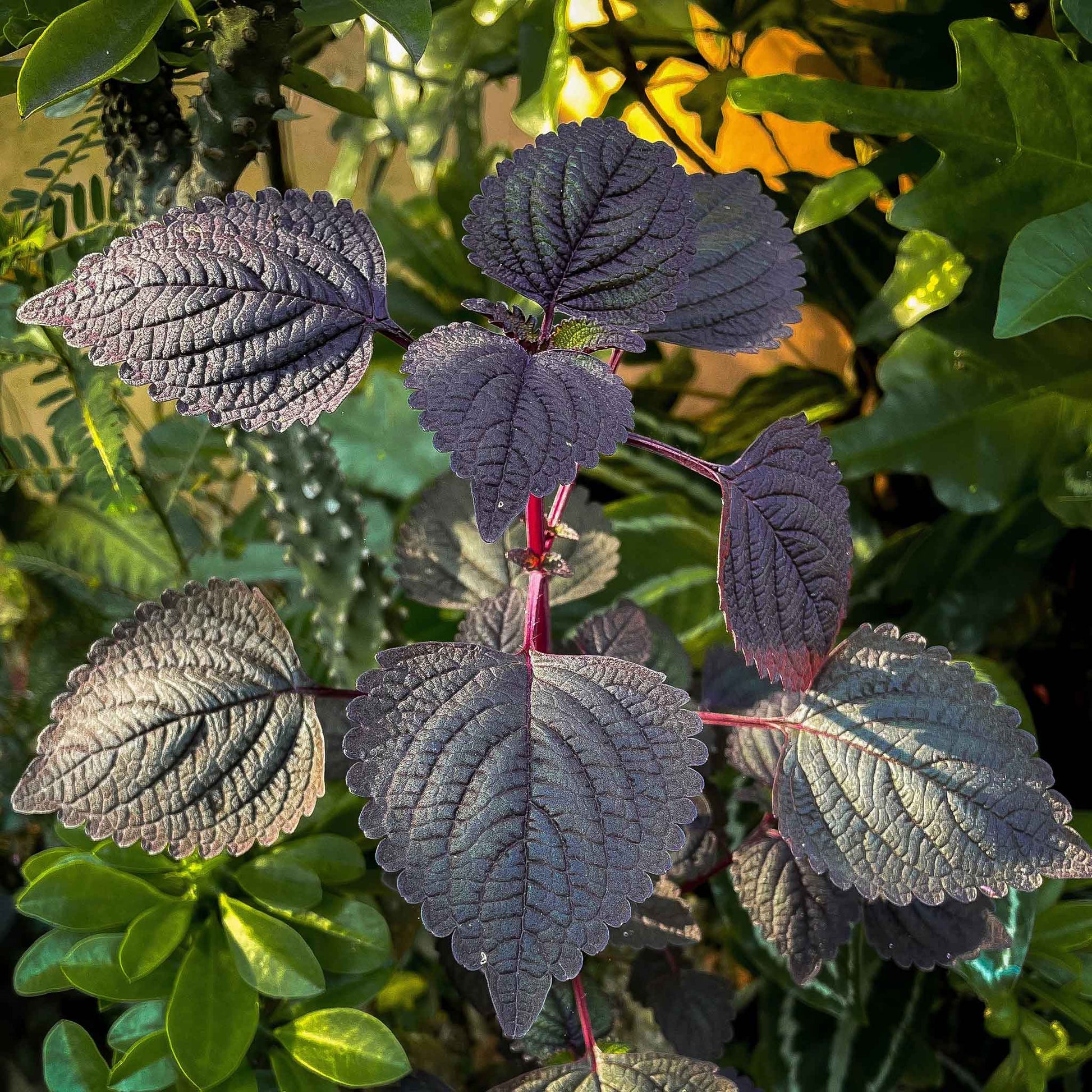 A close-up of dark perilla (shiso) leaves, showcasing their distinct texture and serrated edges.