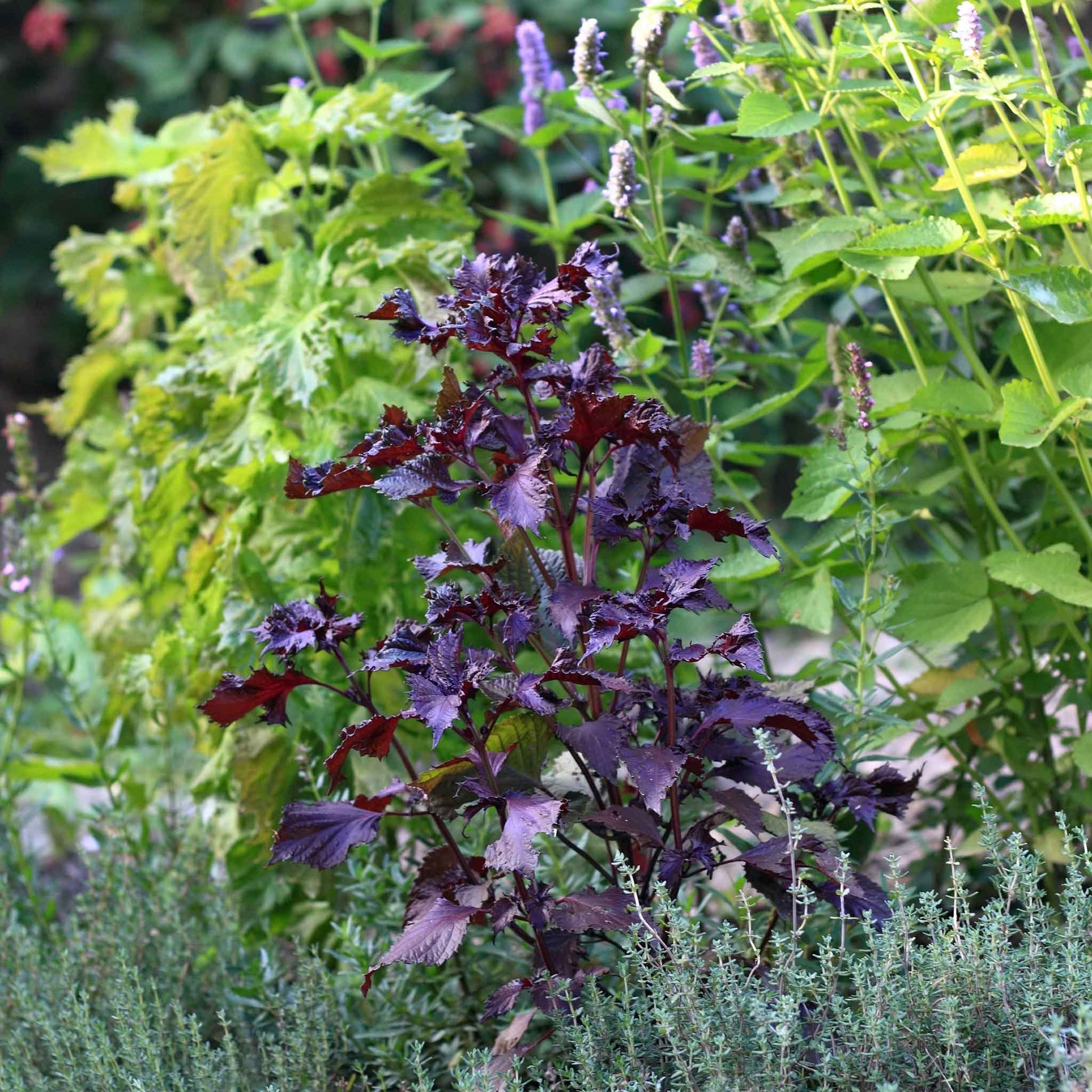 Dark perilla (shiso) leaves growing in the garden, showcasing their texture and serrated edges.