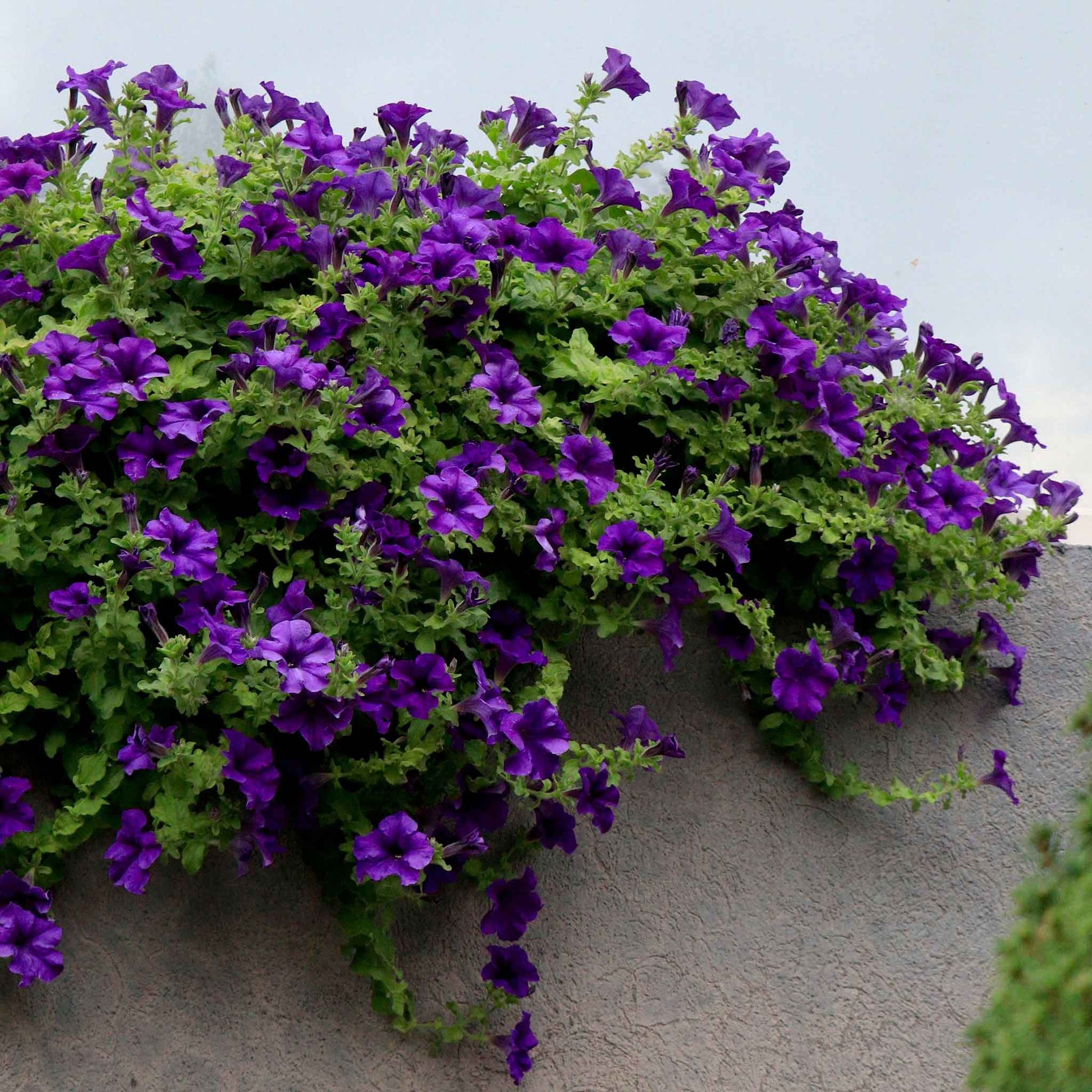 Petunia alderman blue deep purple blooms cascading over a stone wall in a garden.