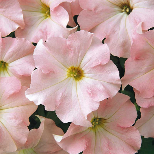 Petunia dreams appleblossom soft pink blooms with darker pink veins on a plain backdrop.