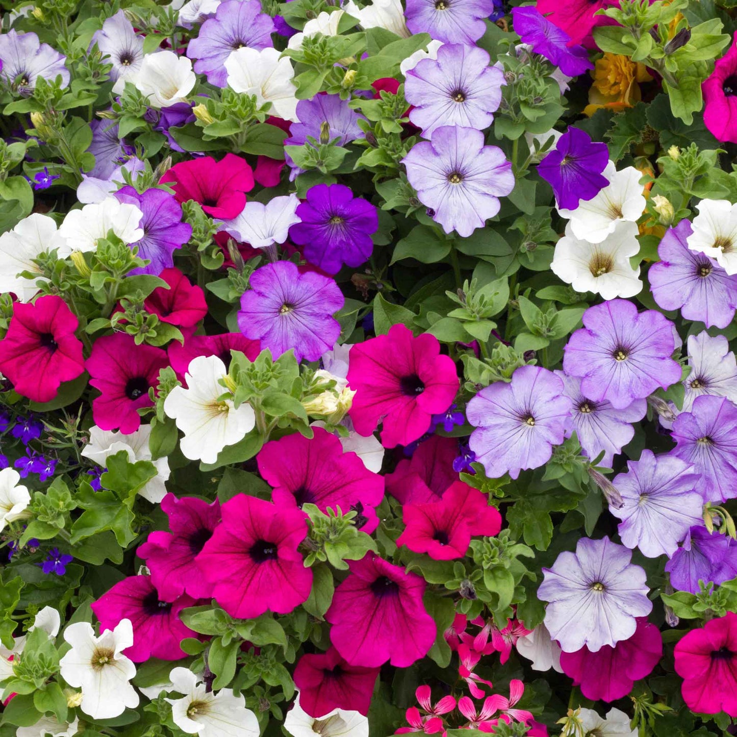 Petunia balcony mix vibrant pink, purple and white blooms massed in a garden setting.