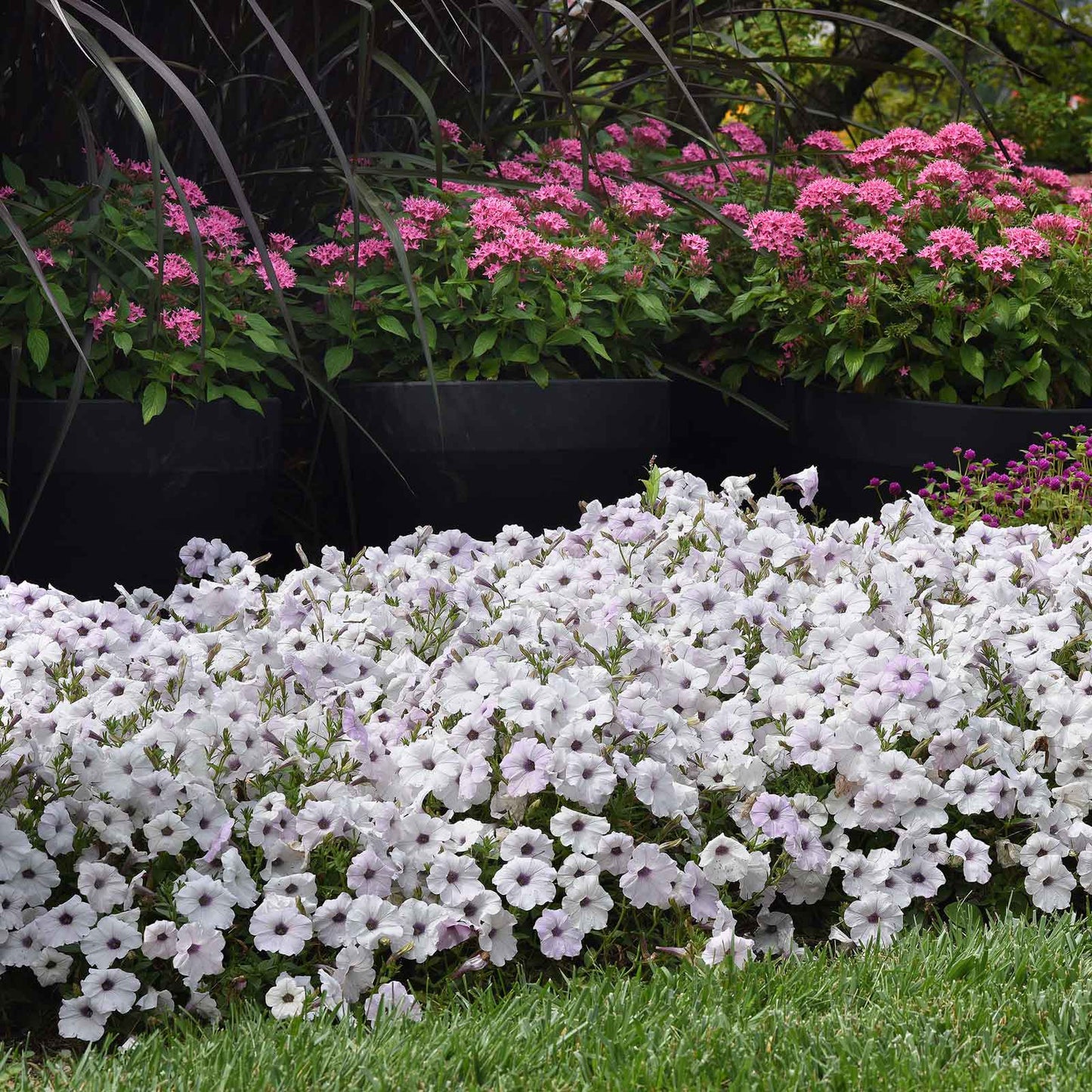 Petunia easy wave silver white blooms with purple centers trailing in a garden border.