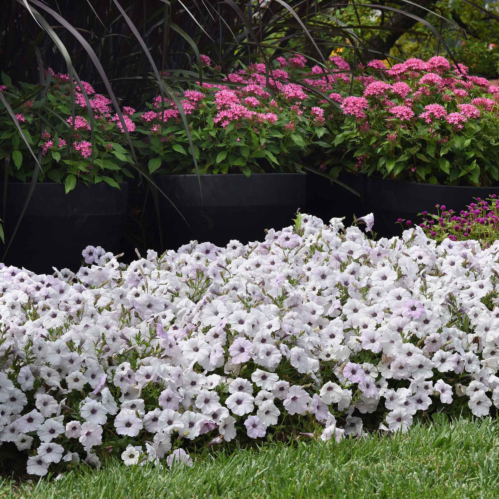 Petunia easy wave silver white blooms with purple centers trailing in a garden border.