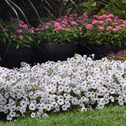 Petunia easy wave silver white blooms with purple centers trailing in a garden border.