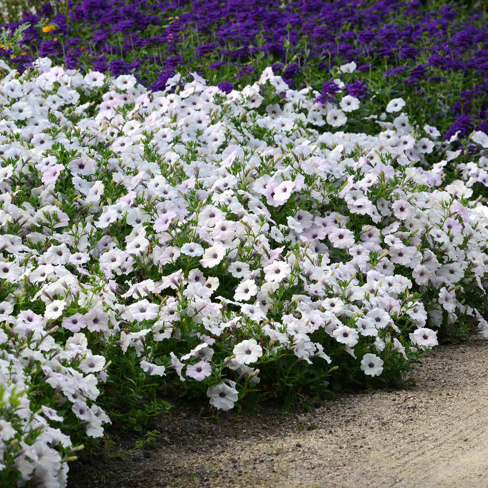 Petunia easy wave silver single white bloom with a soft yellow center on a plain backdrop.