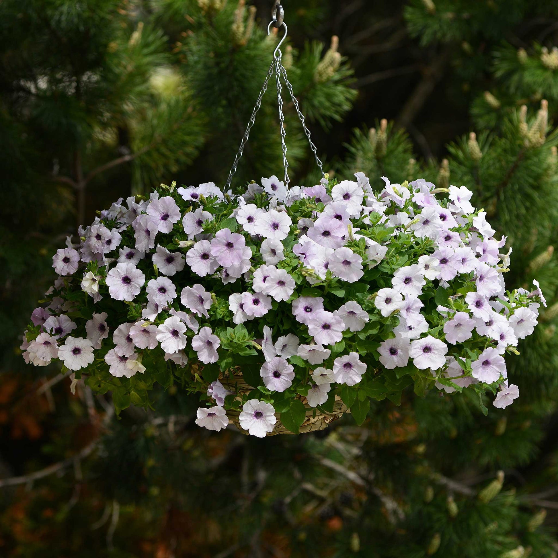 Petunia easy wave silver soft purple blooms with yellow centers among green foliage.