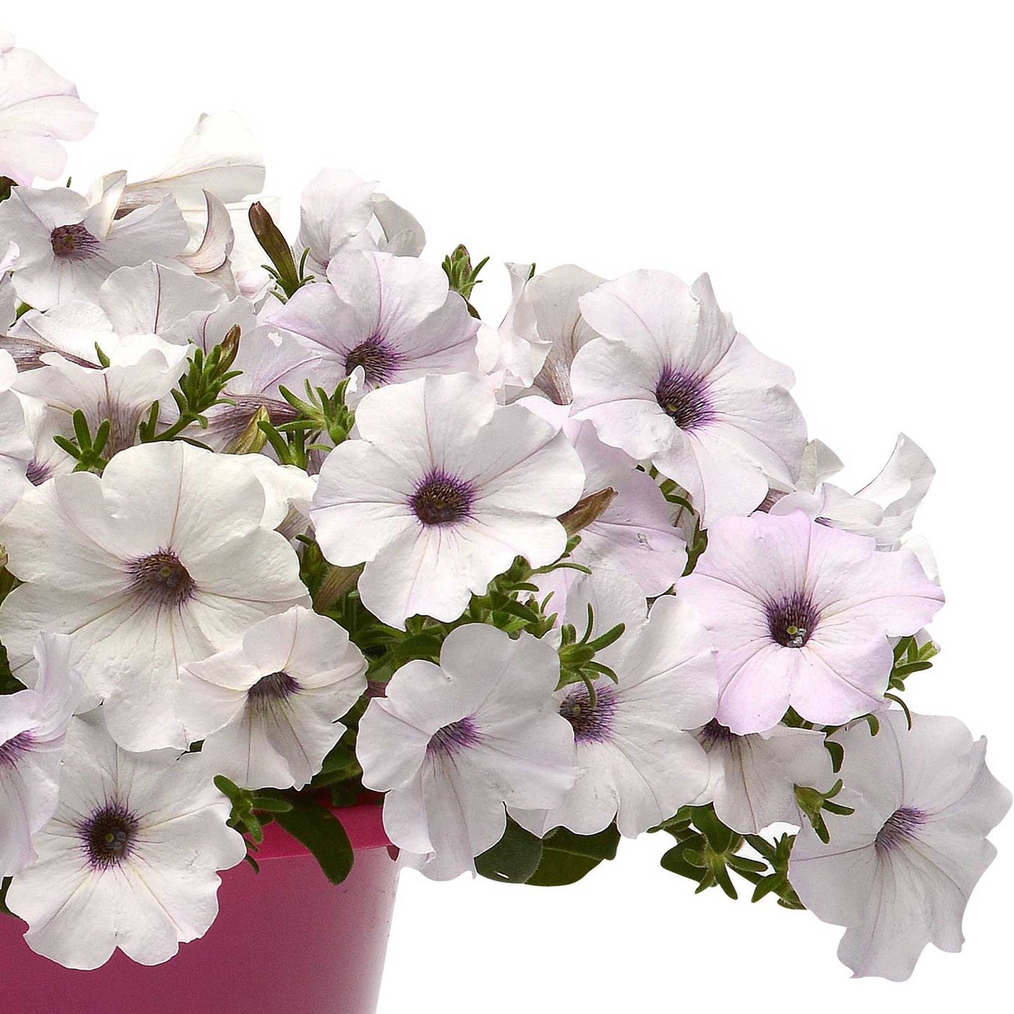Petunia easy wave silver white bloom with light purple veins in a pot on a plain backdrop.