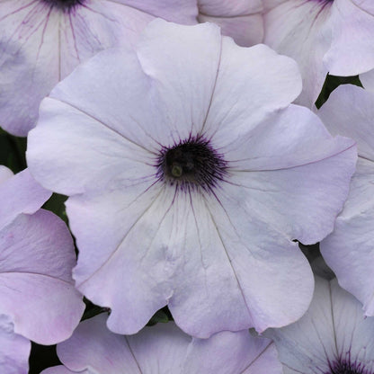 Petunia easy wave silver, large white blooms with dark centers in a pot on a plain backdrop.