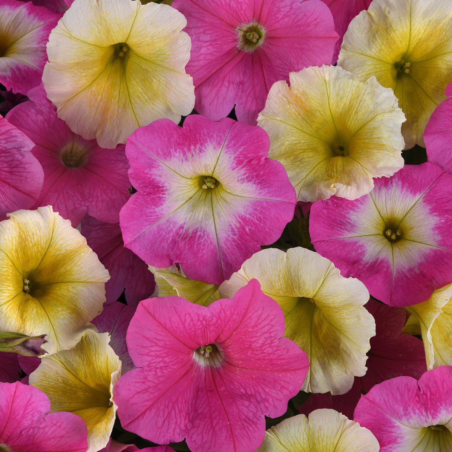 Petunia easy wave sweet taffy pink and cream blooms with yellow centers in a garden.