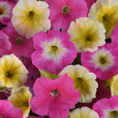 Petunia easy wave sweet taffy pink and cream blooms with yellow centers in a garden.