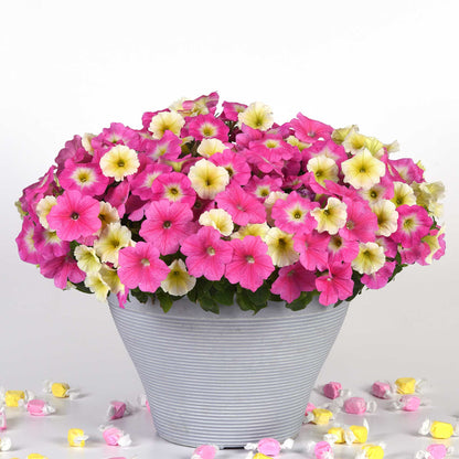 Petunia easy wave sweet taffy pink and cream blooms in a white pot on a plain backdrop.