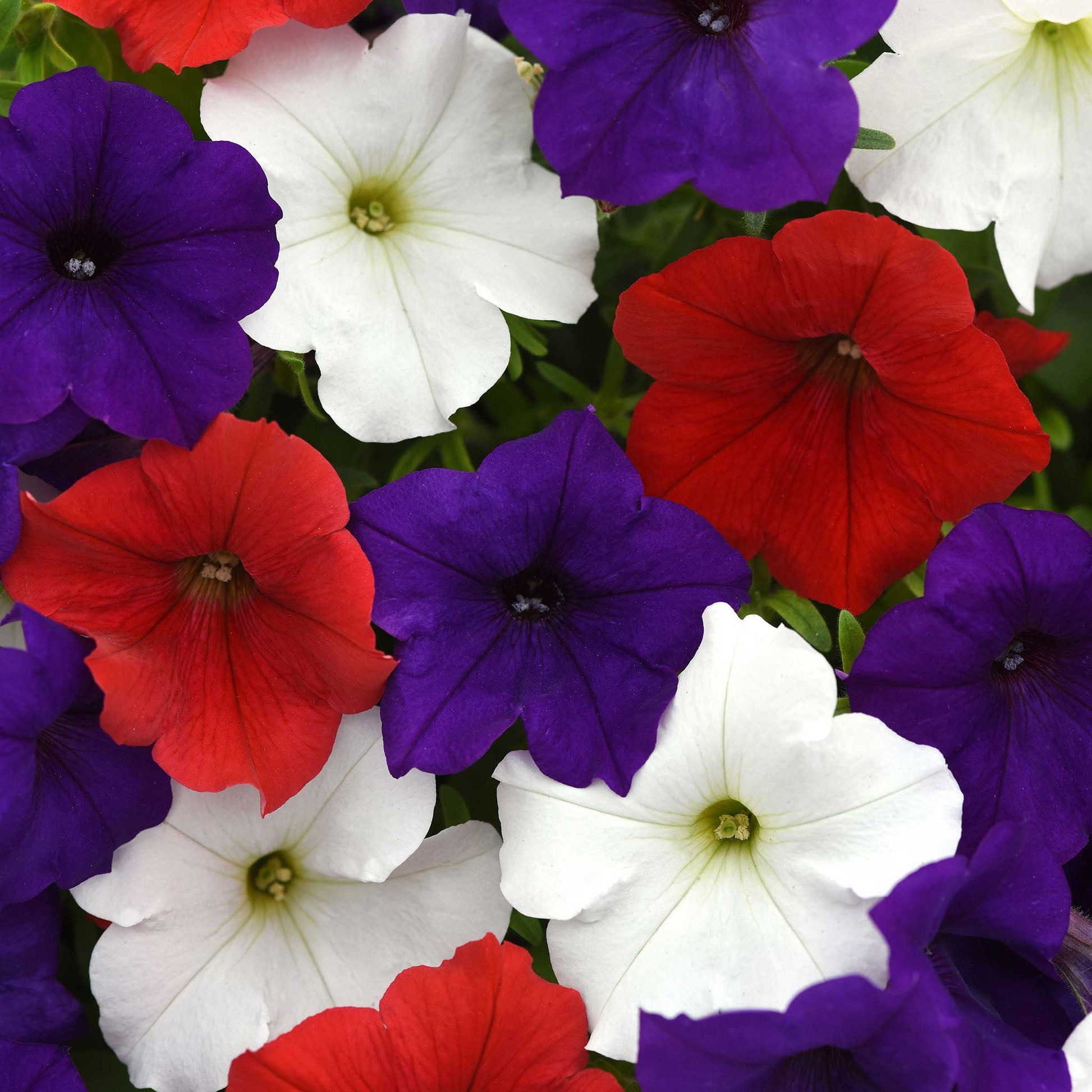 Petunia easy wave the flag mix red, white and blue blooms in a sunny garden border.
