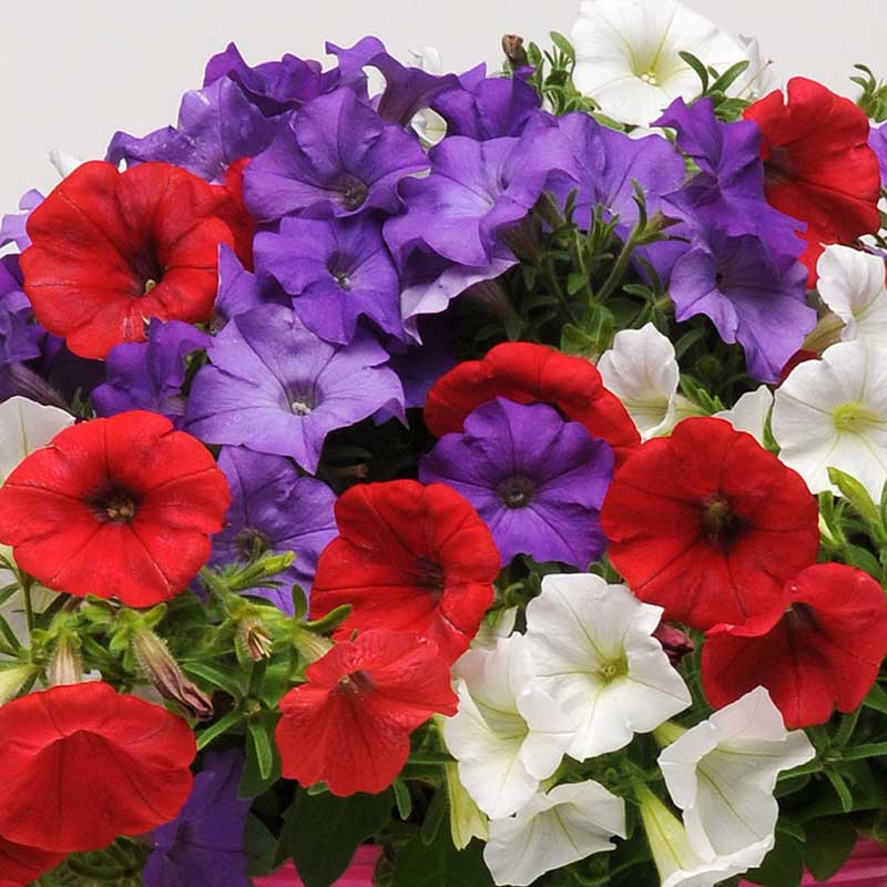 Petunia easy wave the flag mix red, purple and white blooms in a dark pot on a patio.