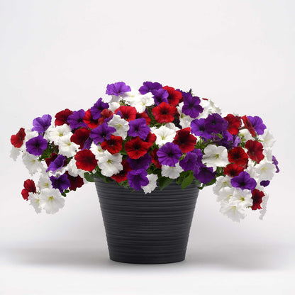 Petunia easy wave the flag mix red, white and blue blooms in a dark pot on a plain backdrop.