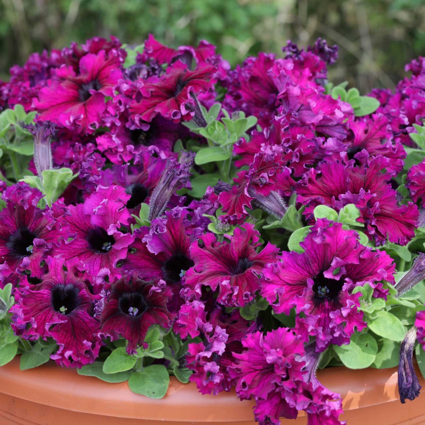 Petunia espresso frappe ruby deep red velvety bloom with a dark center in a terracotta pot.