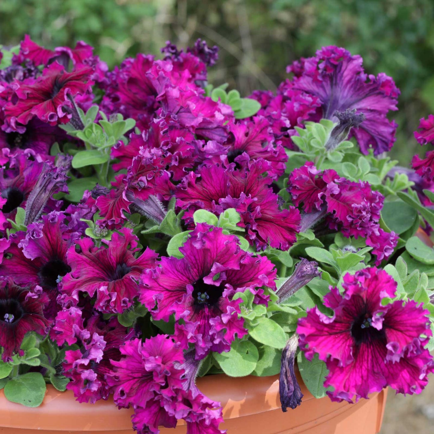 Petunia espresso frappe ruby deep red ruffled blooms with dark centers in a terracotta pot.