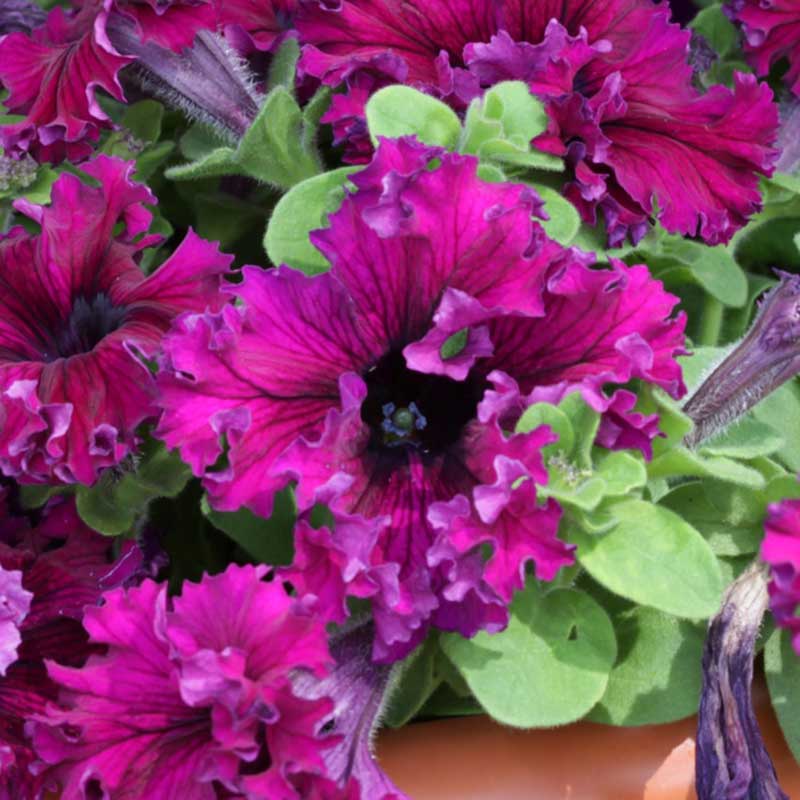 Petunia espresso frappe ruby bright magenta blooms densely packed with green foliage.