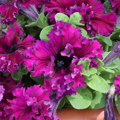 Petunia espresso frappe ruby bright magenta blooms densely packed with green foliage.