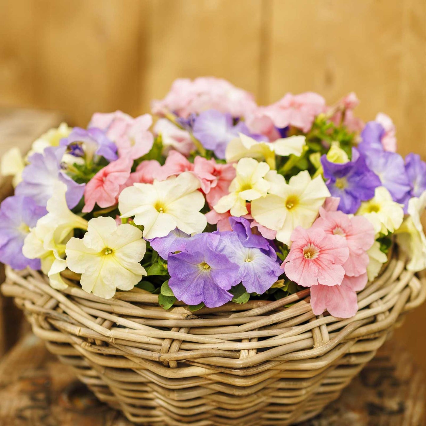 Petunia limbo gp pastel mix white bloom with a pale yellow throat in a wicker basket.