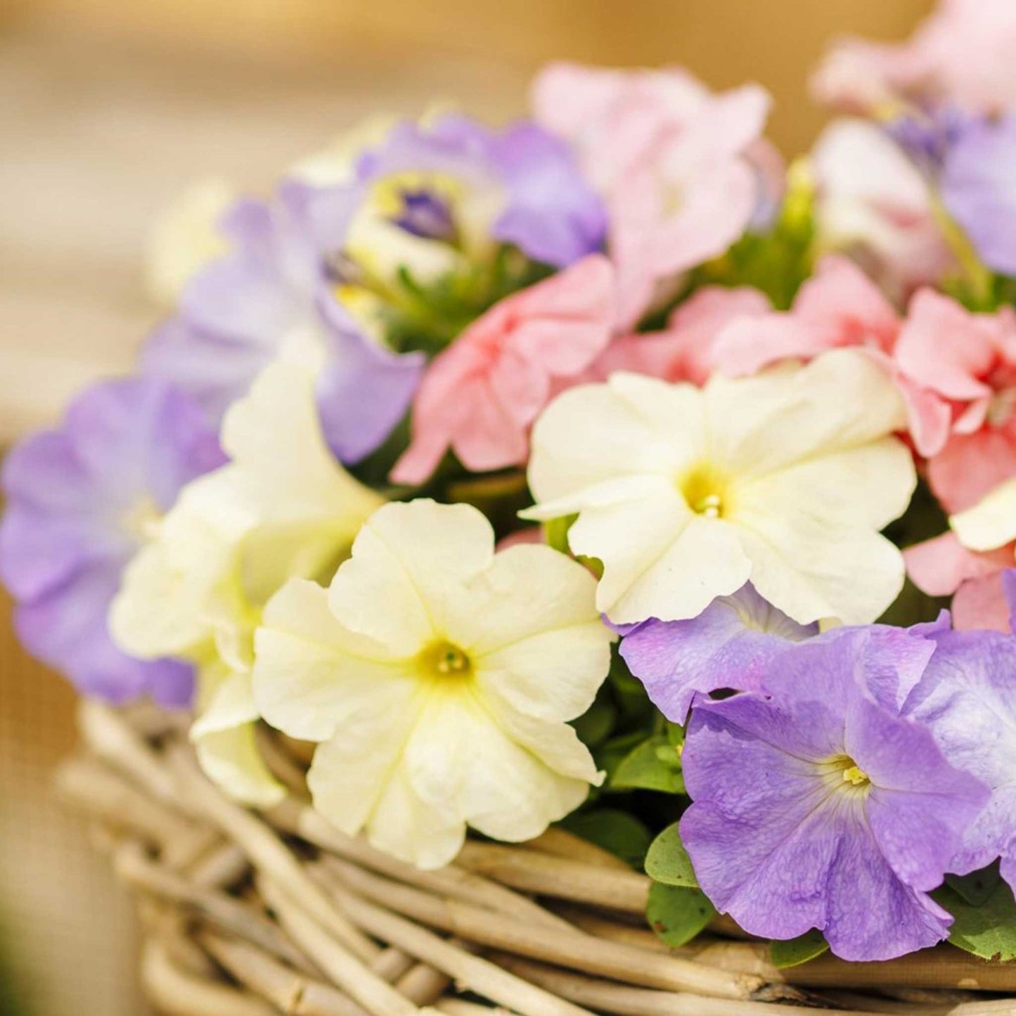 Petunia limbo gp pastel mix light pink and purple blooms with green foliage in a garden.
