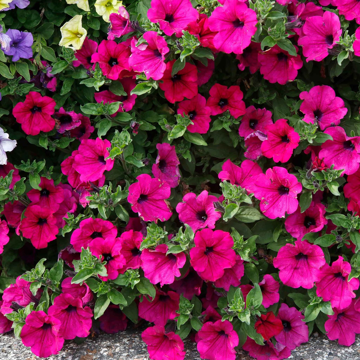 Petunia rose of heaven vibrant pink bloom with delicate petals on a blurred backdrop.