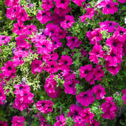 Petunia rose of heaven bright pink blooms densely packed in a sunny garden border.