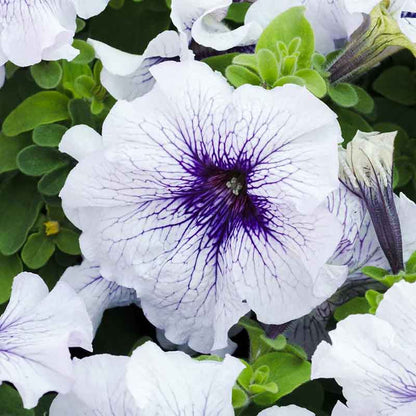 Petunia silver blue white and purple blooms with dark centers on a green leafy backdrop.