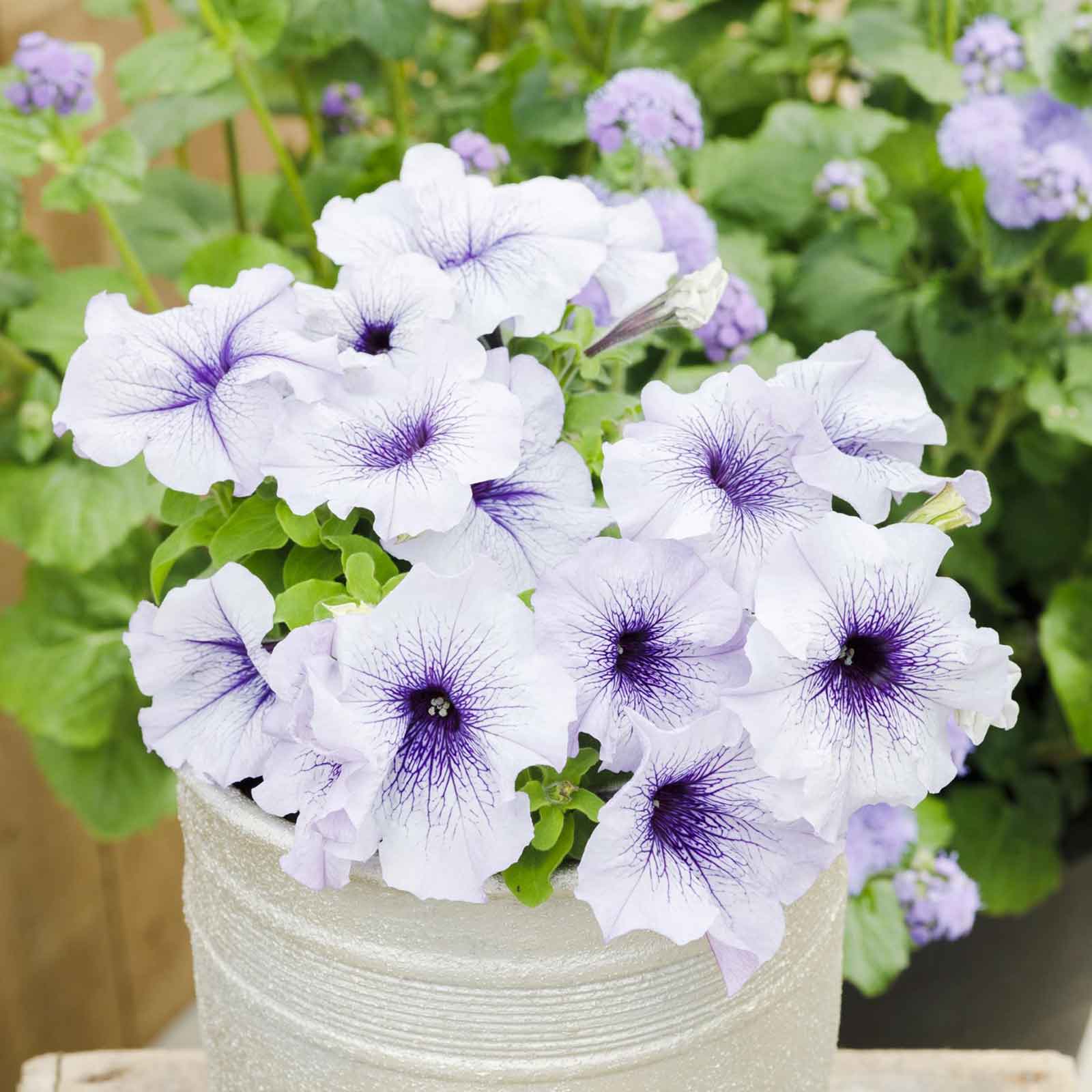 Petunia silver blue vibrant purple bloom with a lighter center on a plain backdrop.