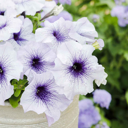 Petunia silver blue white and purple striped blooms in a pot on a plain backdrop.