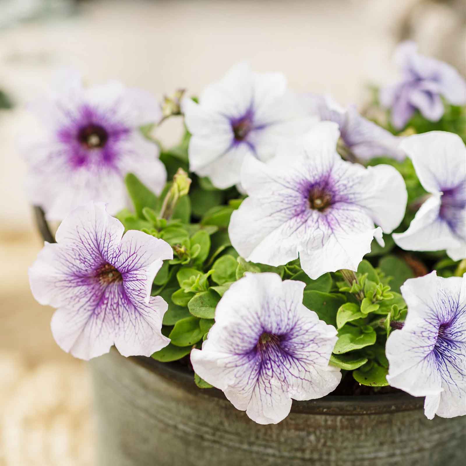 Petunia silver blue soft pink and white blooms in a pot on a plain backdrop.