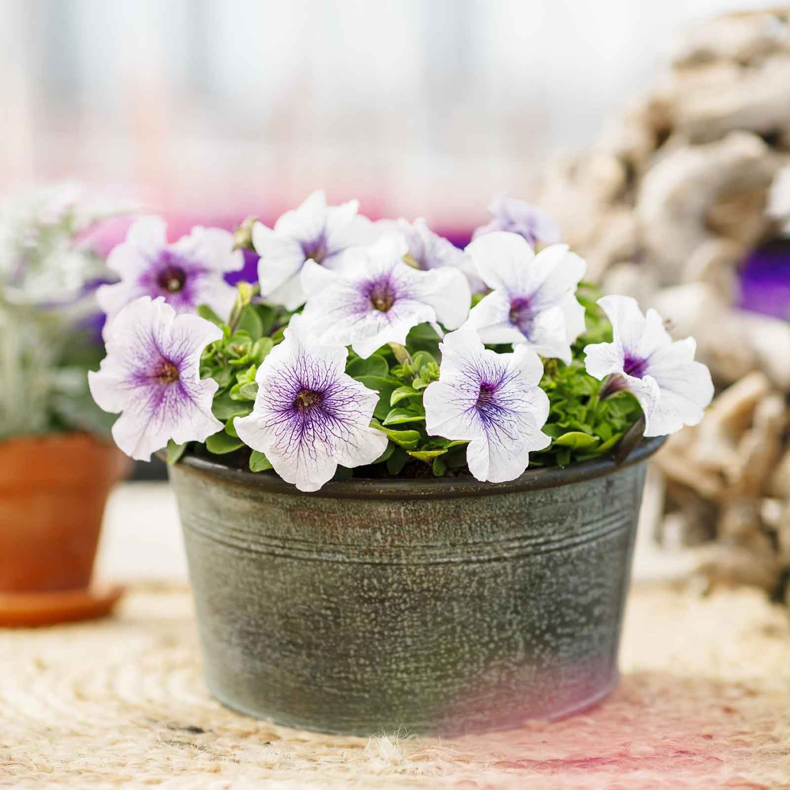 Petunia silver blue silver-blue blooms in a pot on a soft blurred green backdrop.