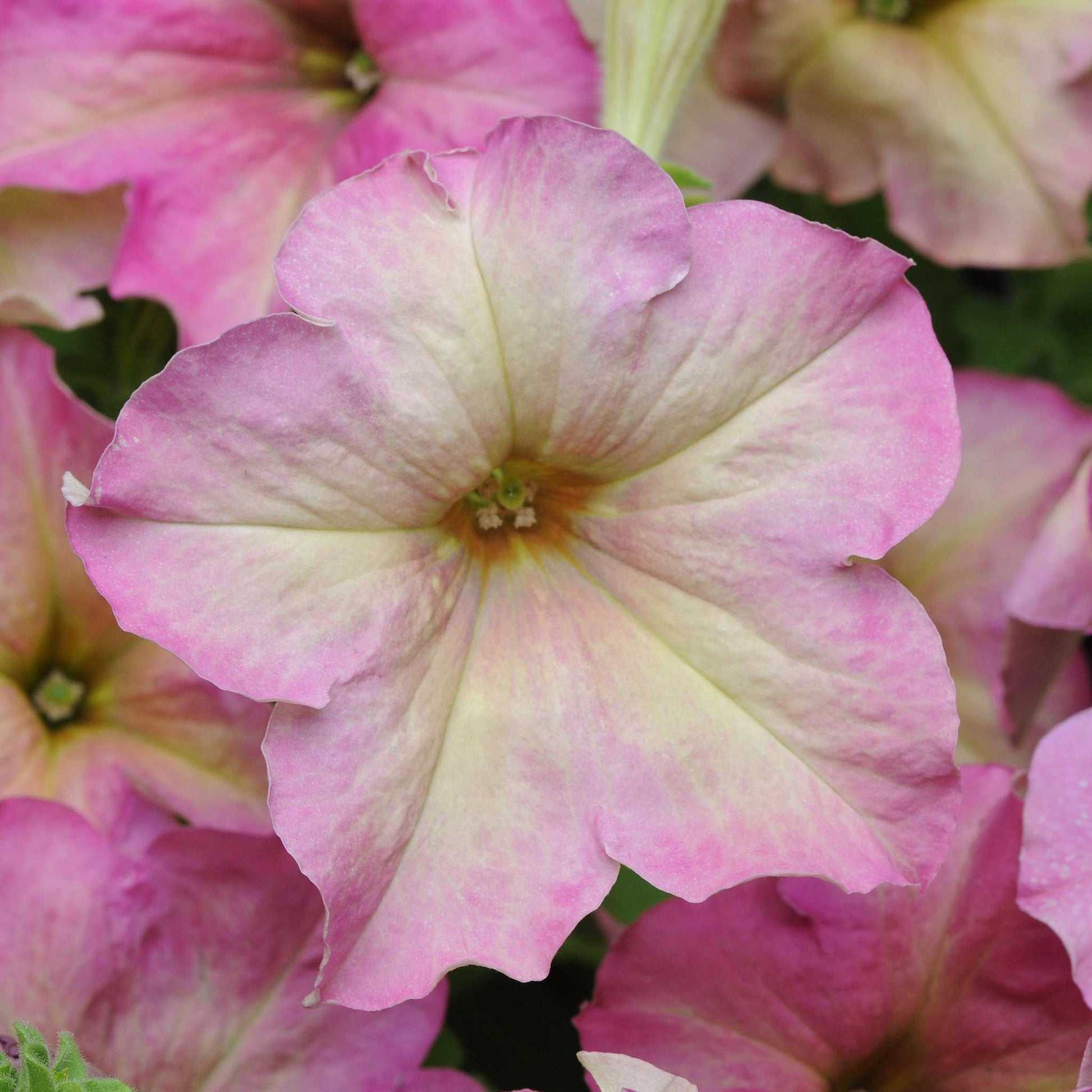 Petunia sophistica antique shades soft pink bloom with a yellow center among green leaves.