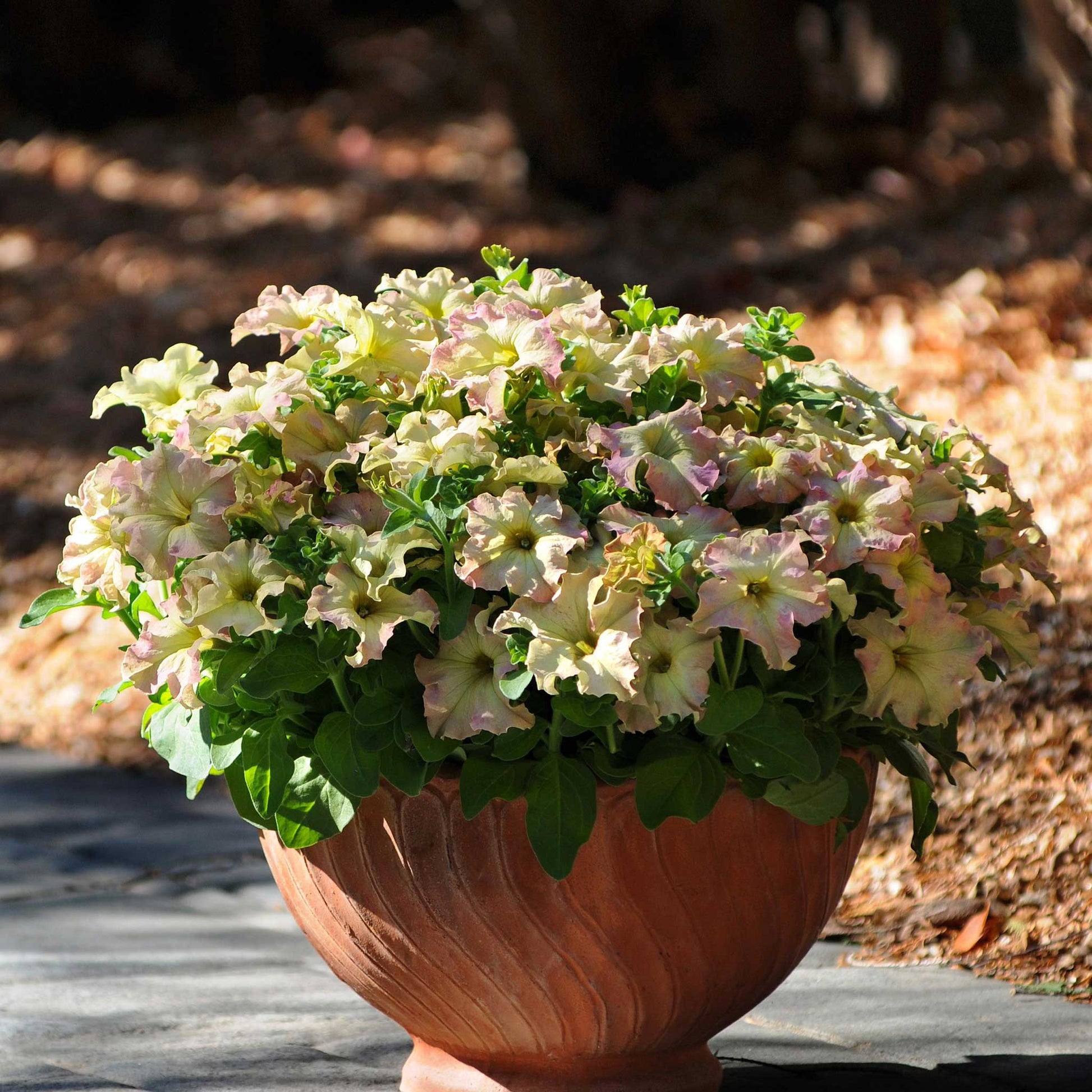 Petunia sophistica antique shades deep purple and lime green bloom in a terracotta pot.