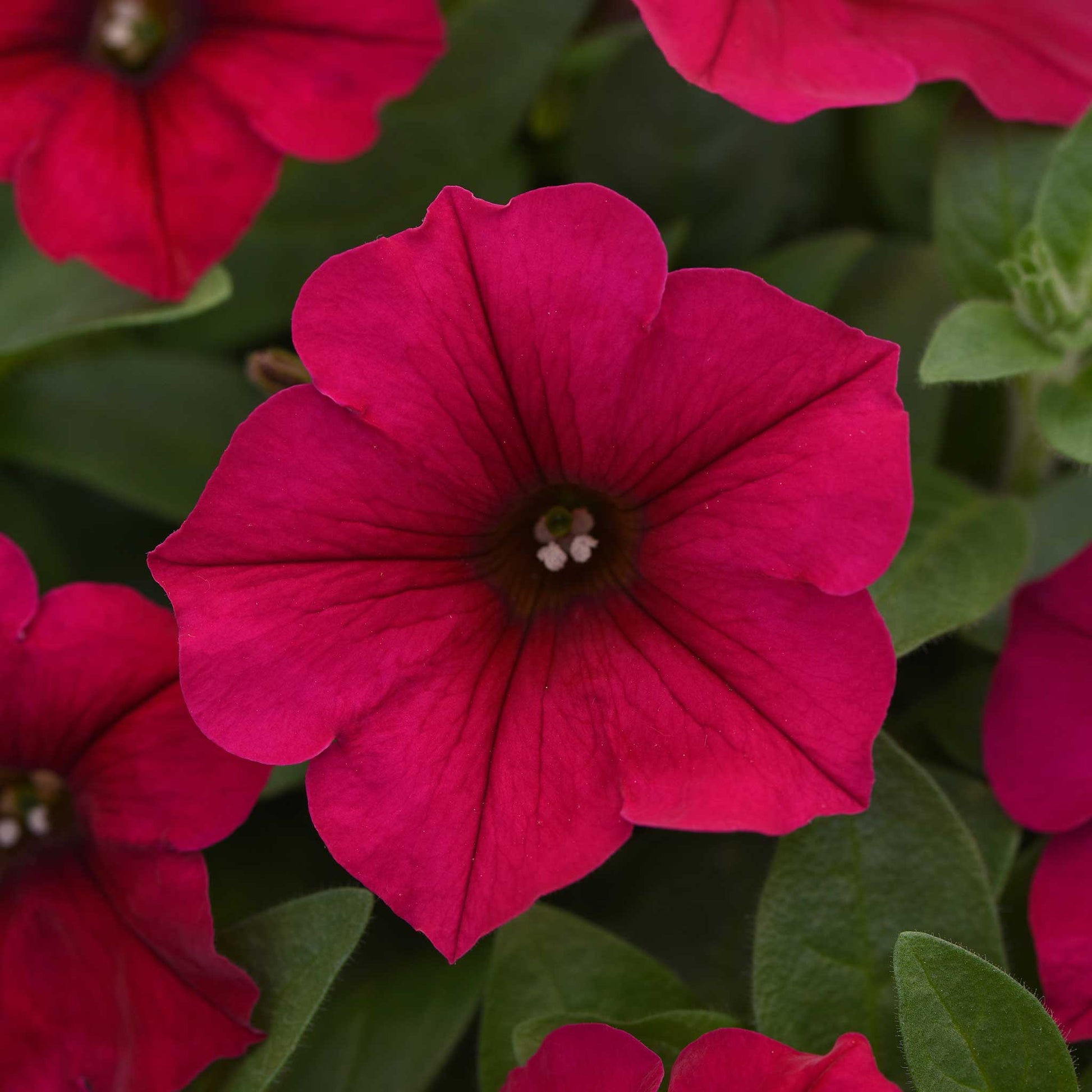 Petunia wave carmine velour dark pink ruffled blooms with yellow centers on a plain backdrop.